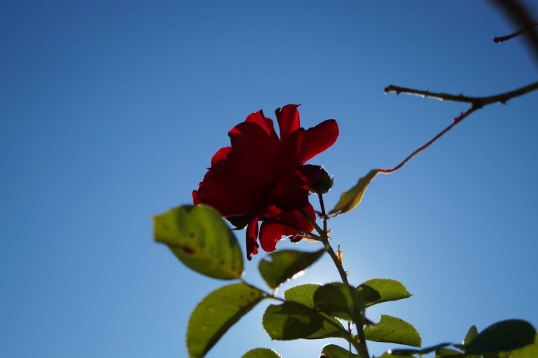 DSC04919